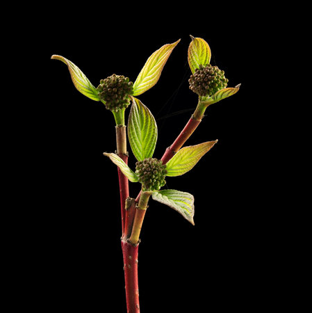 Early spring. Young leaves of the bush on black background. Macro. Nature. High resolution product