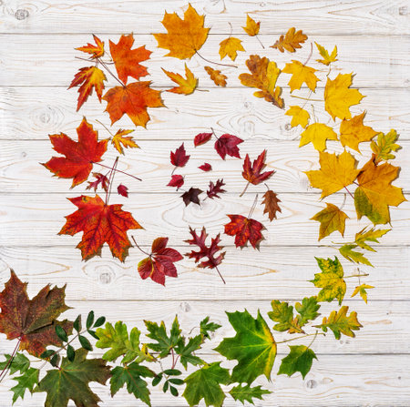 Festive autumn background with colored leaves on white wooden backgroundの写真素材