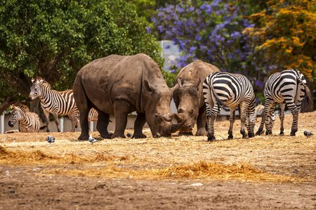 Rhinoceros and zebras walking in the wild in the Ramat Gan Safari. The Zoological Center Tel Aviv-Ramat Gan is the largest collection of wildlife in human care in the Middle East.の写真素材