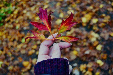 A hand holding a leafの写真素材