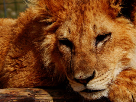 lionの写真素材