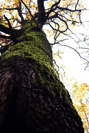 treeの写真素材