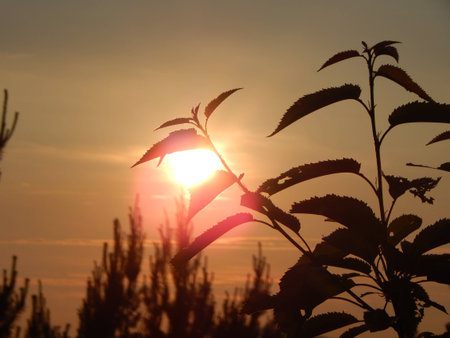 sunsetの写真素材