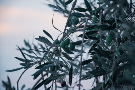 Olive tree branch with olives. Olive grove at sunset.の写真素材