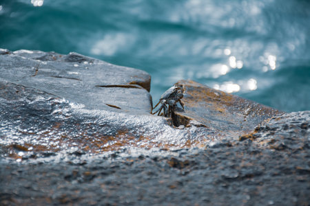 Crab on the rocks near the sea. Selective focus.