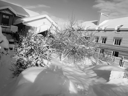 Beautiful Christmas trees in the snow near the house in winterの写真素材