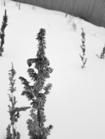 Dry grass and a branch of dry grass in the winter on the background of snowの写真素材