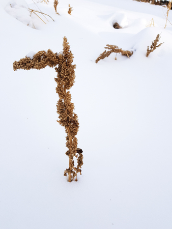 Dry grass and a branch of dry grass in the winter on the background of snowの写真素材