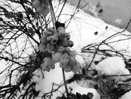 Beautiful frozen berries on a bush in winter against the background of snowの写真素材