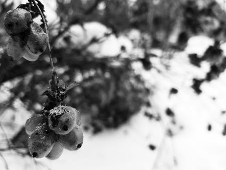 Beautiful frozen berries on a bush in winter against the background of snowの写真素材