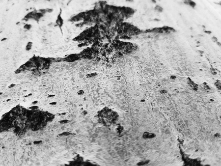 Very beautiful tree bark texture with moss and moldの写真素材