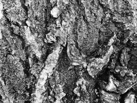 Very beautiful tree bark texture with moss and moldの写真素材