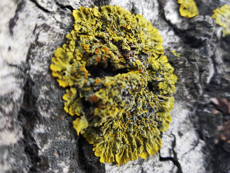 Very beautiful tree bark texture with moss and mold