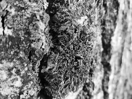 Very beautiful tree bark texture with moss and mold