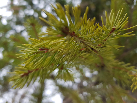 Very beautiful needles and needles of a Christmas tree or pine on a branch