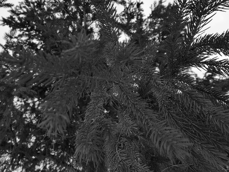 Very beautiful needles and needles of a Christmas tree or pine on a branchの写真素材