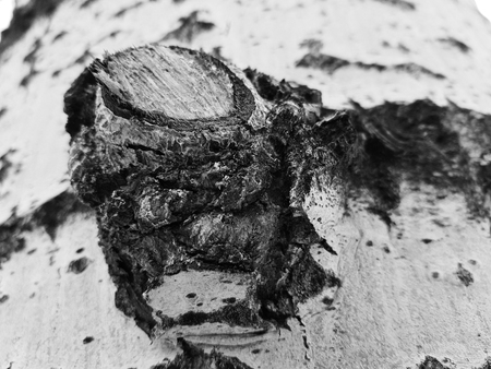 Very beautiful tree bark texture with moss and moldの写真素材
