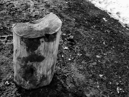 A beautiful old stump or cut from a tree amid melting snow and earth in spring or winterの写真素材