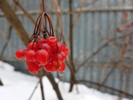 Beautiful juicy bunch of viburnum or mountain ash on a background of snow in winter or springの写真素材