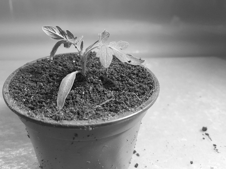 Little seedlings - very beautiful seedlings of tomato or tomato in a potの写真素材