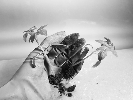 Small seedlings - very beautiful seedlings of tomato or tomato in hand in gloveの写真素材