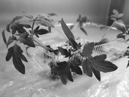 Small seedlings - very beautiful seedlings of tomato or tomato in a tray or tray for seedlingsの写真素材
