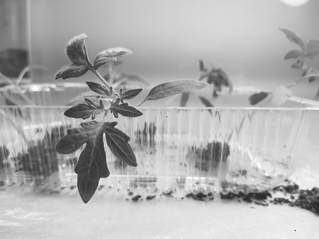 Small seedlings - very beautiful seedlings of tomato or tomato in a tray or tray for seedlingsの写真素材