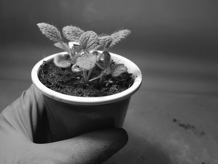 Small seedlings - very beautiful sage seedlings in a pot in a gloved hand