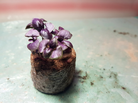 Little seedlings - very beautiful seedlings of basil in a potの写真素材