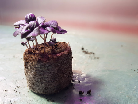Little seedlings - very beautiful seedlings of basil in a potの写真素材