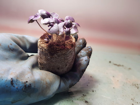 Little seedlings - very beautiful seedlings of basil in a pot in a gloved hand