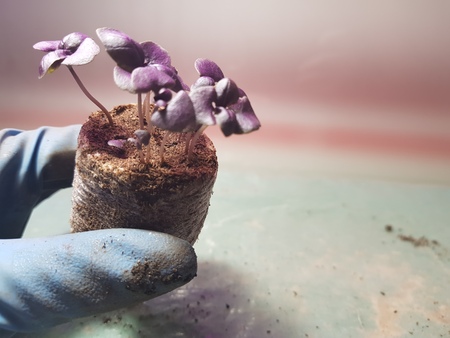 Little seedlings - very beautiful seedlings of basil in a pot in a gloved handの写真素材
