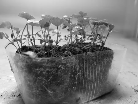 Small seedlings - very beautiful celery seedlings in a potの写真素材