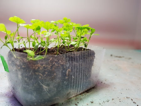 Small seedlings - very beautiful celery seedlings in a potの写真素材