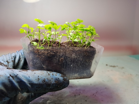 Small seedlings - very beautiful celery seedlings in a pot in a gloved handの写真素材