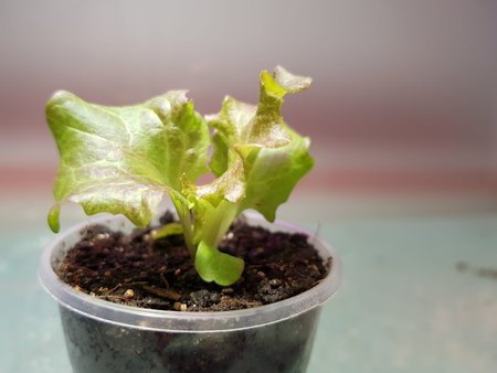 Little seedlings - very beautiful seedlings of lettuce in a pot or cup