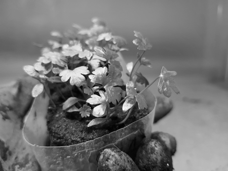 Small seedlings - very beautiful celery seedlings in a pot in a gloved handの写真素材