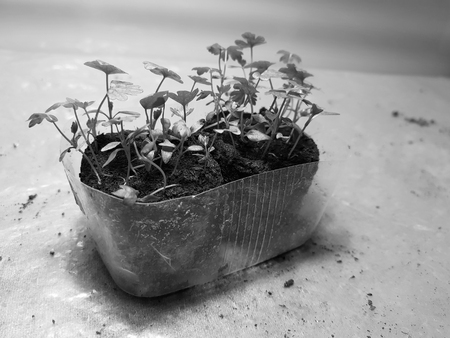 Small seedlings - very beautiful celery seedlings in a potの写真素材