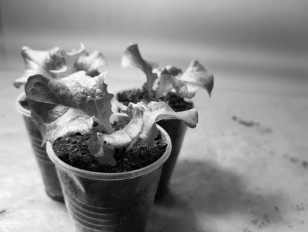 Little seedlings - very beautiful seedlings of lettuce in a pot or cupの写真素材