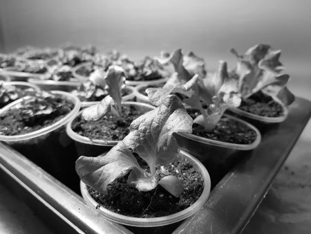 Small seedlings - very beautiful seedlings of lettuce in a pot or cup in a bath or tray