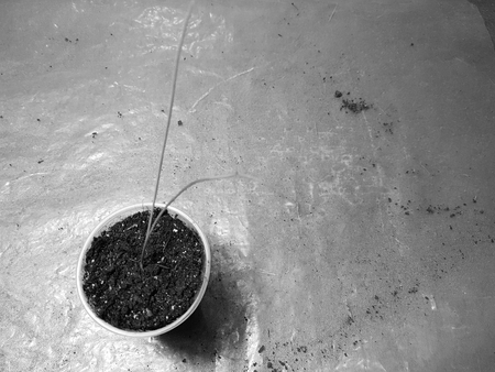 Small seedlings - very beautiful seedlings of onion exibishen in a pot or cupの写真素材