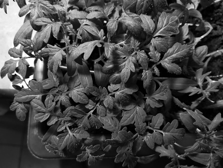 Small seedlings - very beautiful seedlings of onion exibishen in a pot or cup in a bath for a lassada or trayの写真素材