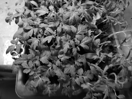 Small seedlings - very beautiful seedlings of onion exibishen in a pot or cup in a bath for a lassada or trayの写真素材