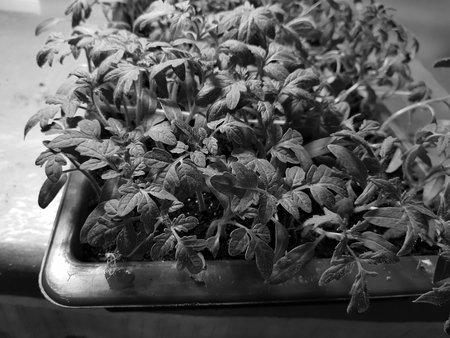 Small seedlings - very beautiful seedlings of onion exibishen in a pot or cup in a bath for a lassada or trayの写真素材