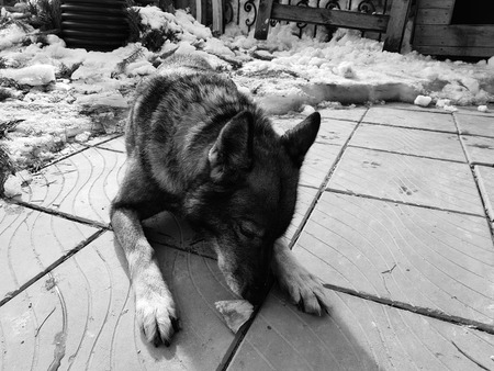 Very beautiful dog husky near the house on the background of snow in winter or early springの写真素材