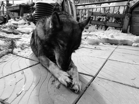 Very beautiful dog husky near the house on the background of snow in winter or early springの写真素材