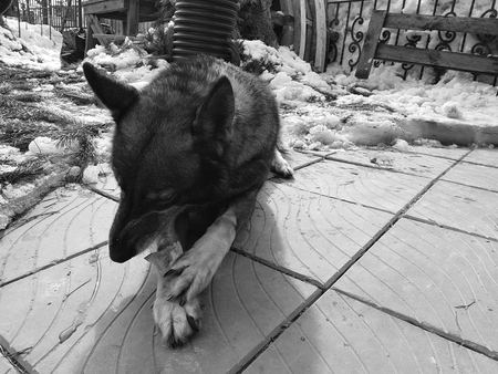 Very beautiful dog husky near the house on the background of snow in winter or early springの写真素材