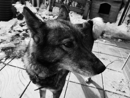 Very beautiful dog husky near the house on the background of snow in winter or early spring