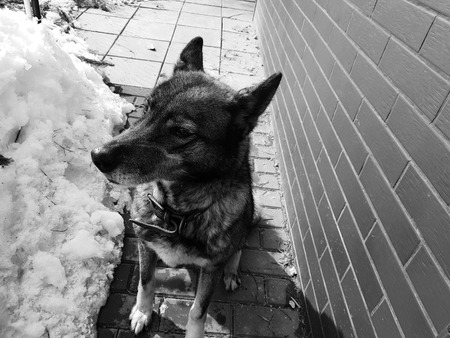 Very beautiful dog husky near the house on the background of snow in winter or early springの写真素材