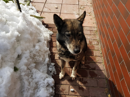 Very beautiful dog husky near the house on the background of snow in winter or early springの写真素材